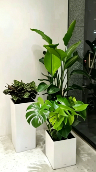 宁波花卉租赁装饰-奉化花木店位置-镇海花卉租摆推广渠道-江北公司绿植出租